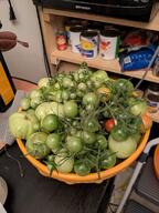 fromthegarden tomatos // 3024x4032 // 2.8MB